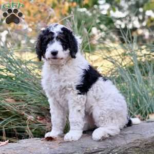 Autumn, Bernedoodle Puppy